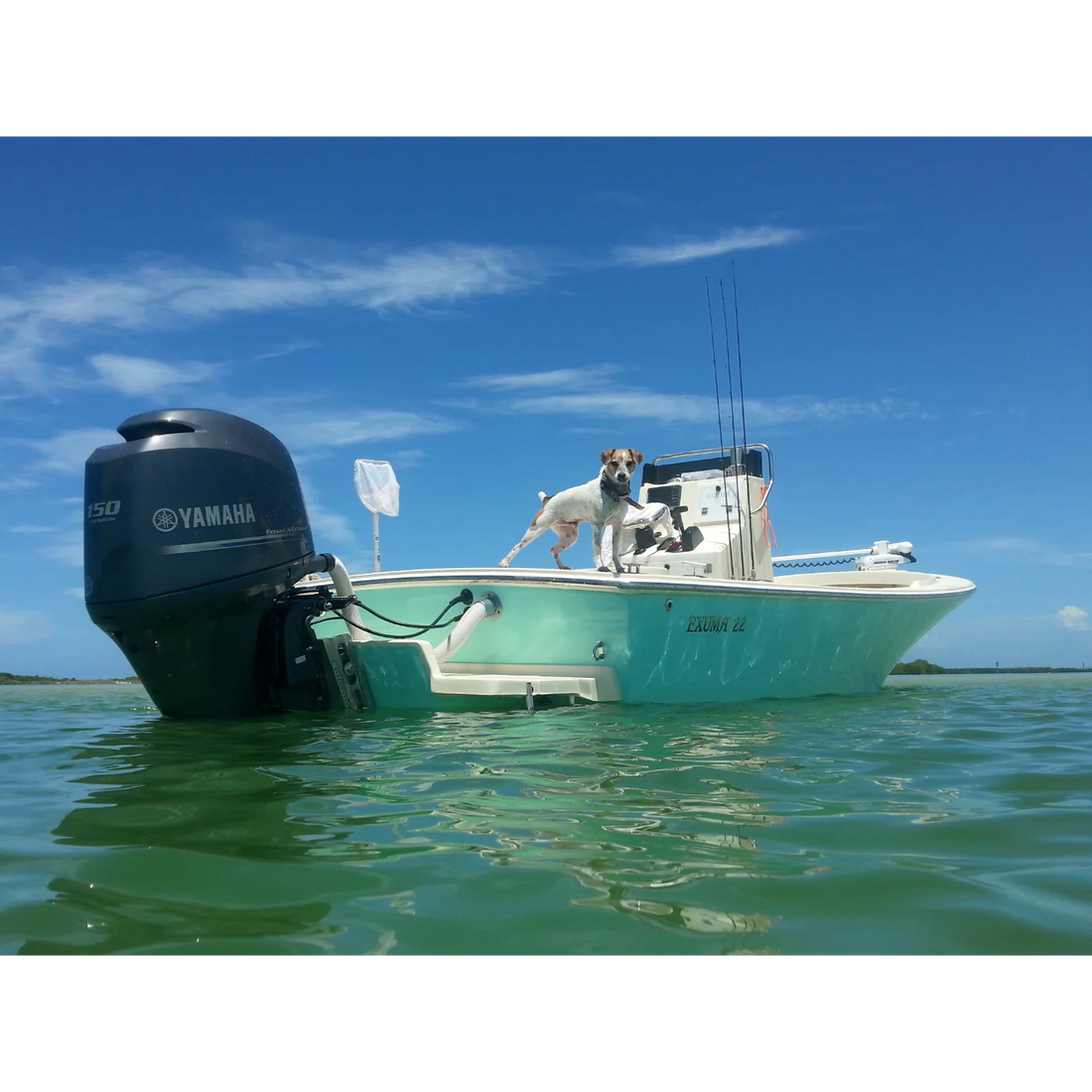 Do I Need a Fishing License for a Tampa Bay Inshore Charter?