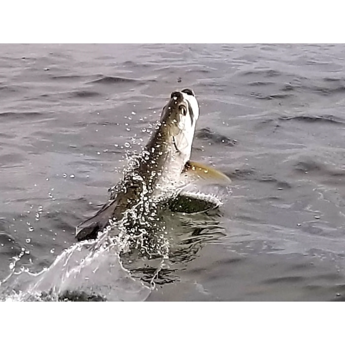 How Long Should My First Fishing Charter Be? | Beginner Tips for Tampa Bay