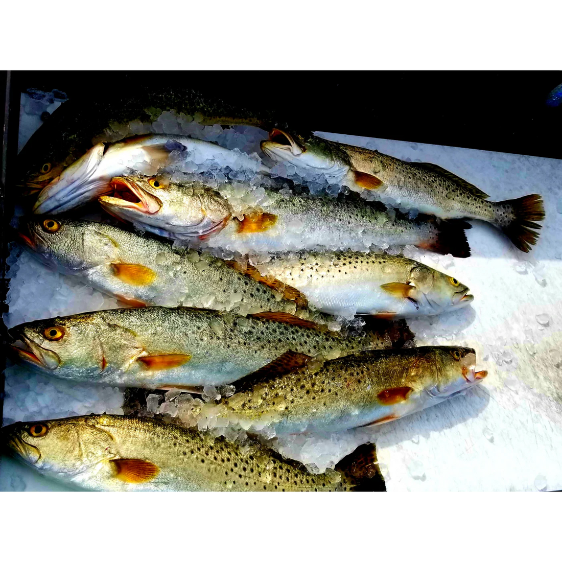 How to Keep Your Fish Fresh After an Inshore Charter in St. Petersburg, Tampa Bay