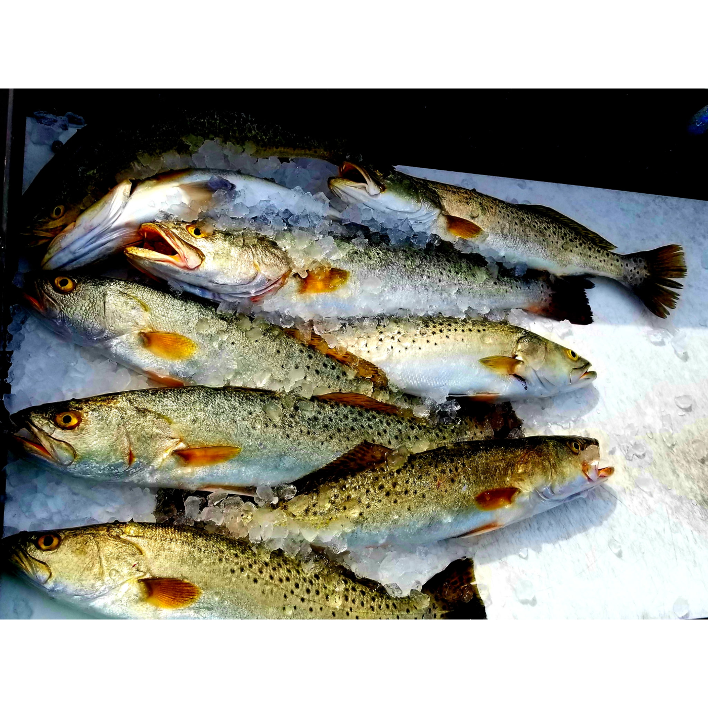 Speckled trout on ice caught in Tampa bay
